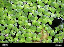 Attēlu rezultāti vaicājumam “Lemna minor”