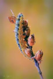 Attēlu rezultāti vaicājumam “Pontia edusa underside”