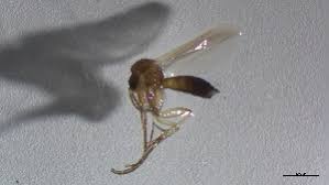 Attēlu rezultāti vaicājumam “Phronia sp.”