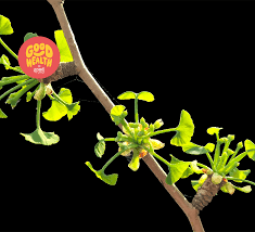 Attēlu rezultāti vaicājumam “Ginkgo biloba female flower”