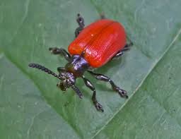 Attēlu rezultāti vaicājumam “Adoxus obscurus”
