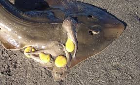 Image result for Acroteriobatus blochii