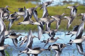 Image result for Limosa haemastica