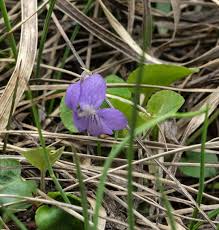 Attēlu rezultāti vaicājumam “Viola rupestris bud”