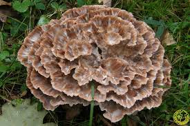 Image result for Podoscypha multizonata