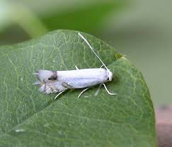 Attēlu rezultāti vaicājumam “Lyonetiidae”