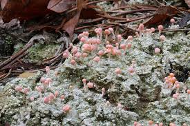 Attēlu rezultāti vaicājumam “Dibaeis baeomyces”