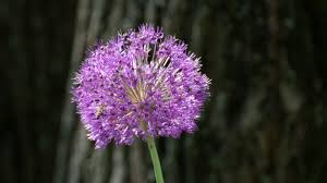 Image result for Zierlauch