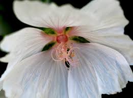 Attēlu rezultāti vaicājumam “Malva moschata alba fruit”