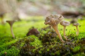 Attēlu rezultāti vaicājumam “Arrhenia spatulata”