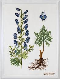 Attēlu rezultāti vaicājumam “Ranunculaceae”