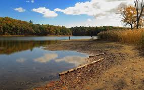Image result for New Forest/Waterside