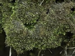 Attēlu rezultāti vaicājumam “Myurella julacea”