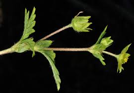 Attēlu rezultāti vaicājumam “Potentilla norvegica leaf”