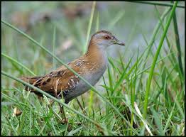 Image result for Porzana pusilla