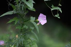 Attēlu rezultāti vaicājumam “Calystegia inflata flower”