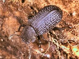 Attēlu rezultāti vaicājumam “Bolitophagus reticulatus imago”