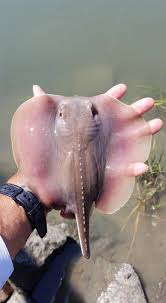 Image result for Hypanus sabinus