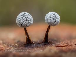 Attēlu rezultāti vaicājumam “Didymium squamulosum stalked”