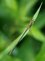 Attēlu rezultāti vaicājumam “Chalcolestes viridis”