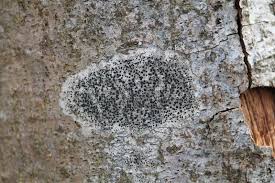 Attēlu rezultāti vaicājumam “Lecidella elaeochroma”