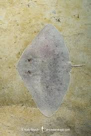 Image result for Gymnura micrura