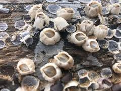 Attēlu rezultāti vaicājumam “Balanus improvisus”