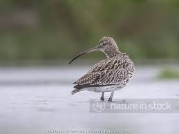 Attēlu rezultāti vaicājumam “Numenius arquata adult”