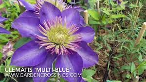 Image result for clematis multi blue