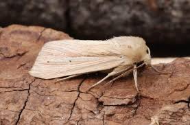 Attēlu rezultāti vaicājumam “Mythimna impura”