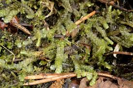 Attēlu rezultāti vaicājumam “Calypogeia neesiana”