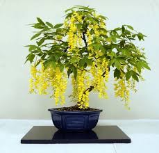Image result for Laburnum anagyroides