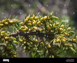 Attēlu rezultāti vaicājumam “Juniperus communis female flower”