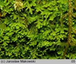 Attēlu rezultāti vaicājumam “Lepidozia reptans”