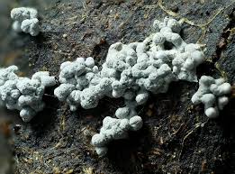 Attēlu rezultāti vaicājumam “Fuligo cinerea”