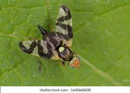 Attēlu rezultāti vaicājumam “Urophora cardui”