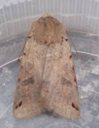 Attēlu rezultāti vaicājumam “Agrochola litura”