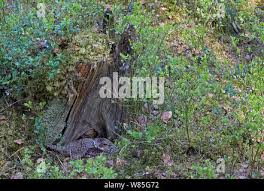 Attēlu rezultāti vaicājumam “Bonasa bonasia eggs”