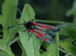 Attēlu rezultāti vaicājumam “Zygaena lonicerae”