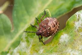 Attēlu rezultāti vaicājumam “Carpocoris sp. nymph”