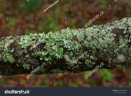 Attēlu rezultāti vaicājumam “Platismatia glauca”