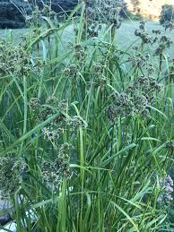 Attēlu rezultāti vaicājumam “Scirpus sylvaticus fruit”