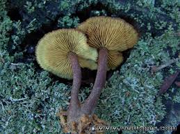 Attēlu rezultāti vaicājumam “Gymnopilus picreus”