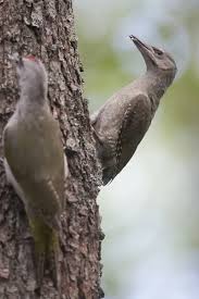 Attēlu rezultāti vaicājumam “Picus canus female”
