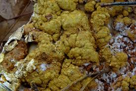 Attēlu rezultāti vaicājumam “Hypocrea pulvinata”