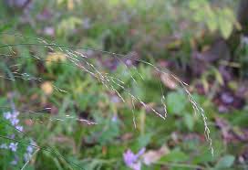 Attēlu rezultāti vaicājumam “Poa nemoralis fruit”