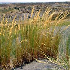 Attēlu rezultāti vaicājumam “Ammophila arenaria”