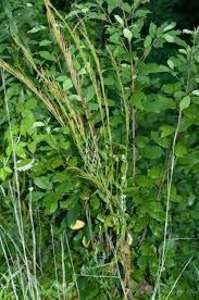 Attēlu rezultāti vaicājumam “Arabis glabra”