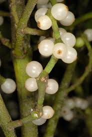 Attēlu rezultāti vaicājumam “Thesium ebracteatum leaf”