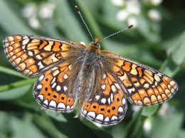 Attēlu rezultāti vaicājumam “Euphydryas maturna”